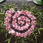 Patsy Bingham - @endoflifeangel - Instagram