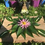 Patsy Bingham Mandalas - @patsys_gratitude_mandalas - Instagram