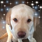 Patty Bingham - @pattybingham - Instagram