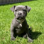Patsy 💜 - @patsy_the_blue_staffy - Instagram