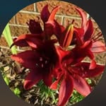 Patsy Brewer jones - @patsycakesblue____1 - Instagram