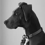 Patsy Cline, Blue Great Dane - @puppsycline - Instagram