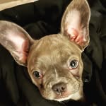 Patsy the Blue Frenchton 💙 - @patsythefrenchton - Instagram