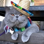 Patsy The British Blue - @patsy_bsh - Instagram