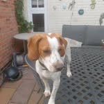 Patsy - @patsythebocker - Instagram