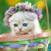 Pat Bolding - Facebook