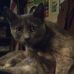 Patty Boles - Facebook