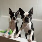 Patsy & Alma | Boston Terriers - @twobostonsarebetterthanone - Instagram