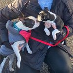 Patsy & Buddy, Boston Terriers - @bostonterriers.patsybuddy - Instagram