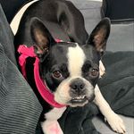 Patsy Octavia Kline - @bostonpatsy - Instagram