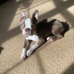 Patsy - @patsy_the_boston - Instagram