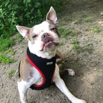 Patsy Piglet - Boston Terrier - @patsypigletboston - Instagram