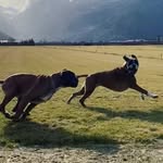 Athos & Patsy boxers life - @athos_patsy_boxers_life - Instagram