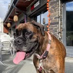 Boxer Patsy - @boxerpatsy - Instagram