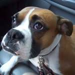 Patsy Cline - @patsyclineboxer - Instagram