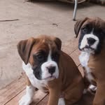 Patsy Fitzgerald - @patsytheboxer - Instagram