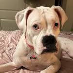 ℙ𝕒𝕥𝕤𝕪 - @patsy.thedeafboxer - Instagram