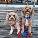 Patricia Bryan - @patsybryanglutenfree - Instagram
