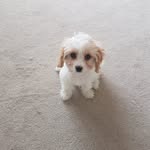 Patsy Buckland 🐶 - @patsy_buckland - Instagram