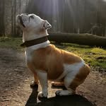Gracious Lady Stella - @patsy_bulldog - Instagram