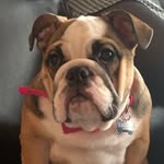 Patsy 🐶💕 - @patsythebulldog - Instagram
