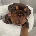 Patsy 🐾 - @thebulldogpatsy - Instagram