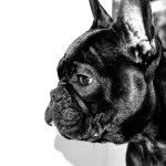 Patsy French Bulldog - @patsypig_frenchbulldog - Instagram