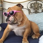 Patsy - @patsy_the_british_bulldog_ - Instagram