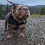 Patsy - @patsy_the_bulldog21 - Instagram