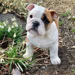 Patsy - @patsy_thebully - Instagram