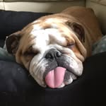 Patsy - @patsybulldog - Instagram