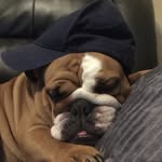 Patsy the Bulldog - @patsythebulldoguk - Instagram