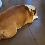 Patsybulldogenglish - @patsybulldogenglish - Instagram