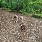 Peggy & Patsy - @peggy_patsy_bulldogs - Instagram