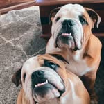 Trigger & Patsy - @trigger_and_patsy_bulldogs - Instagram