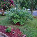 Patsy Caldwell-White - @patsy.caldwell.507 - Instagram