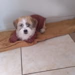 Patsy Carpenter - @no_love_lildraco - Instagram