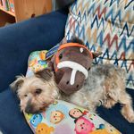Patsy Cheung Pui Sze - @patsybobo - Instagram