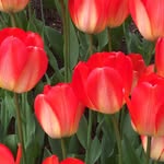 Patsy Clément - @patsyclement7890 - Instagram