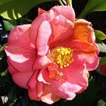 Patsy Horne Conner - @patsyleffler - Instagram