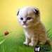Patty Cornett - Facebook