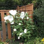 Patsy Doyle - @pkdoyle5 - Instagram