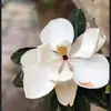 Patti Driggers - @pattidee1956 - TikTok
