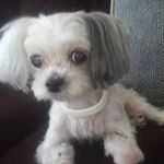 Patty Dunham Sherwood - @dunhamsherwood - Instagram