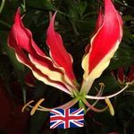 Patsy Edwards - @chillfarm - Instagram