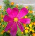 Patsy Elmore - Facebook