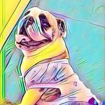 Patsy - @patsy_englishbulldog - Instagram