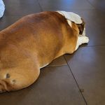 Patsybulldogenglish - @patsybulldogenglish - Instagram
