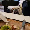 Patsybulldogenglish - @patsybulldogenglish - TikTok