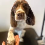 Pat Scott Everett - @trainer_of_dogs - Instagram
